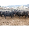 Image 4 : Curtis Farms - 60 Black Angus X Replacement Heifers (Armstrong, BC)