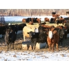 Image 3 : Coteau Ranch - 650# February Weaned Heifers - 93 Head (Kisbey, SK)