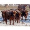 Image 3 : Breault Ranching Ltd. - 685# April Delivery Steers - 240 Head (Ste. Rose, MB) VBP+