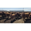 Image 8 : Amber Mountain Farms - 710# May Delivery Heifers - 80 Head (Vauxhall, AB)