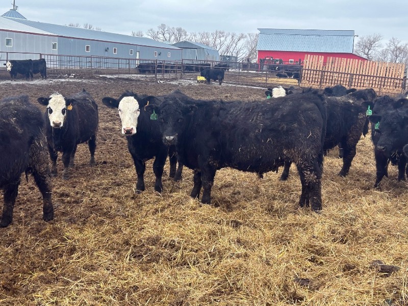 Gab Farm G & B Farms - 935# April Delivery Steers - 64 Head (Deloraine, MB) VBP+ ...