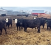 Image 6 : G & B Farms - 935# April Delivery Steers - 64 Head (Deloraine, MB) VBP+