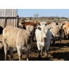 Image 2 : Dennis Bjelland - 975# May Delivery Heifers - 45 Head (Patricia, AB)