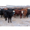 Image 7 : Bezan Cattle Corporation - 720# Feb/March Weaned Steers - 80 Head (Midale, SK)