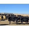 Image 13 : Downie Lake Colony - 860# March Delivery Heifers - 350 Head (Maple Creek, SK)