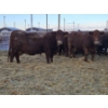 Image 2 : Graham Alexander - 3 Red Young Cows (Pen 411)