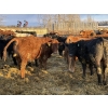Image 4 : Rice Farms - 1000# April Delivery Steers - 124 Head (Lacombe, AB)