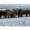 Image 6 : Turtleview Livestock - 750# January Delivery Steers - 77 Head (Goodlands, MB) VBP+