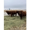 Image 2 : Westwick Ranching - 7 Red 3rd Calvers (Pen 509)