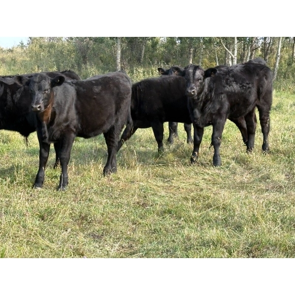 Lyle Edge - 625# November Delivery Steer Calves - 55 Head (Cochrane, AB)