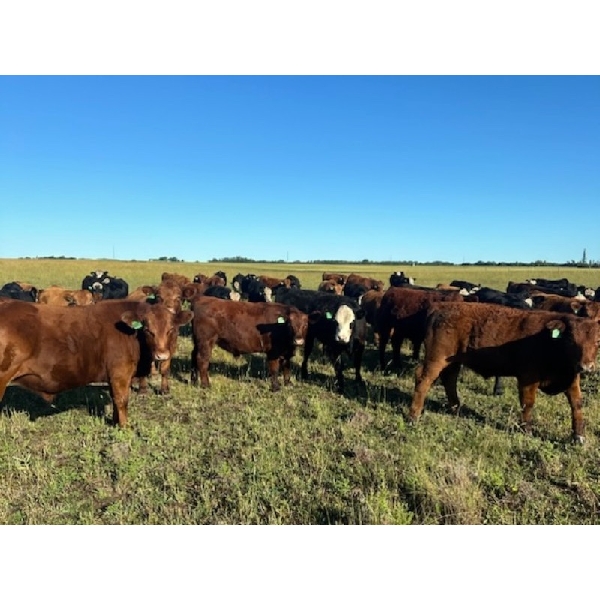 Dargis Seed & Feed (2008) Ltd. - 830# August Grass Steers - 101 Head (Saint Vincent, AB)