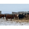 Image 2 : Hines Ranching - 875# February Delivery Yearling Steers - 70 Head (Marwayne, AB)