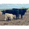 Image 8 : Blue Moon Cattle Co. - 30 1st Calf Black Angus X Pairs (Irricana, AB)
