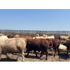 Image 8 : H.B. Scott Colony Farming - 156 August Delivery Fed Steers (Scott, SK)