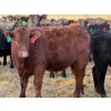 Image 5 : Rafter T Ranches - 750# February Delivery Steers - 112 Head (Scandia, AB) VBP+
