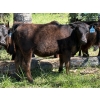 Image 8 : Bar 27 Stock Farm - 625# October Delivery Heifer Calves - 65 Head (Spruce View, AB) VBP+