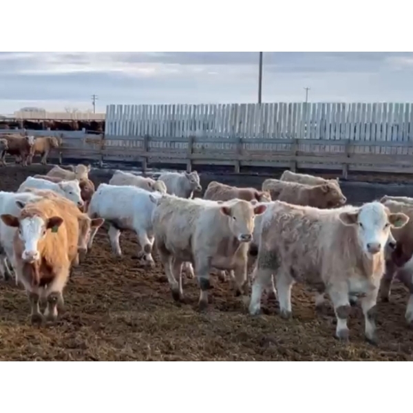Justin Tateson - 1000# March Delivery Steers - 130 Head (Scandia, AB)