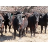Image 5 : Marsh Ranches Ltd. (Marsh 99 Ranch) - 750# May Delivery Heifers - 140 Head (Southey, SK) VBP+