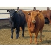 Image 7 : Resch Ranch - 1000# November Delivery Grass Heifers - 176 Head (Leader, SK) VBP+