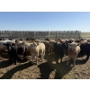 Image 2 : Westview Feeders - 870# Sept/Oct Delivery Heifers - 140 Head (Monarch, AB)