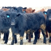 Image 4 : Justin & Kryston Tateson - 900# March Delivery Weaned Steers - 200 Head (Scandia, AB)