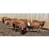 Image 7 : Ripple Rock Ranch - 765# June Delivery Heifers - 100 Head (Fincastle, AB)