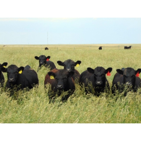 Ray Torkelson - 900# July Delivery Grass Steers - 70 Head (Millicent, AB)