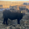 Image 2 : Hawk Ranching - 875# February Weaned Steers - 72 Head (Nanton, AB)