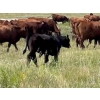 Image 2 : McComish Ranches - 600# December Delivery Weaned Steers - 100 Head (Stettler, AB)