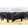 Image 5 : Right Cross Ranch - 550# February Delivery Heifers - 85 Head (Kisbey, SK)