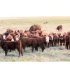 Image 8 : Twisted T Cattle Co. - 485# November Delivery Steer Calves - 110 Head (Carievale, SK)