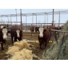 Image 2 : Spruce Ridge Farms - 8 2-3 Year-Old Cows (Pen 404)
