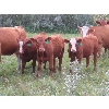 Image 4 : Mebs Ranch - 675# Steer Calves - 115 Head (Broadview, SK) VBP+