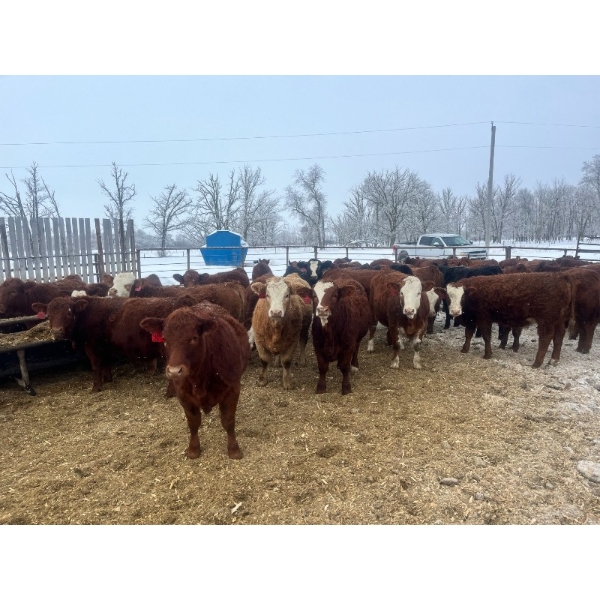 Greg & Cole Johnson - 810# Replacement Heifers - 74 Head (Vogar, MB)