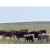 Image 5 : FAB Fabrication - 520# November Delivery Heifer Calves - 115 Head (Burdett, AB)