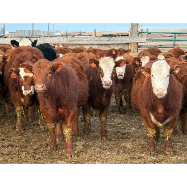 Doerksen Farms - 840# February Delivery Steers - 150 Head (Gem, AB)