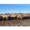 Image 3 : 9 - 9 Ranch Ltd. - 750# February Delivery Steers - 64 Head (Coronation, AB)