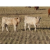 Image 3 : Twin Creek Colony - 540# November Heifer Calves - 50 Head (Lestock, SK)