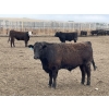 Image 8 : Lone Star Cattle Co. - 1030# May Delivery Steers - 305 Head (Strathmore, AB)