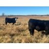 Image 5 : Stellar Farms - 700# November Steer Calves - 172 Head (Moosehorn, MB) VBP+