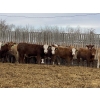 Image 3 : Lesher Lane Enterprises - 925# November Yearling Heifers - 135 Head (Lacombe, AB)