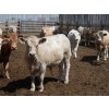 Image 7 : Poelman Farms - 975# June Delivery Steers - 111 Head (Granum, AB)
