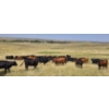 Image 6 : McDougald Ranch Ltd. - 790# September Delivery Grass Heifers - 100 Head (Maple Creek, SK)