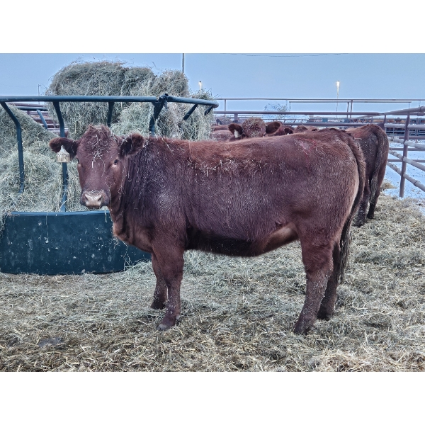 Dallas & Janelle Kapeller - 6 Red Heifers (Pen 335)