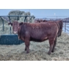 Image 1 : Dallas & Janelle Kapeller - 6 Red Heifers (Pen 335)