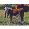 Image 6 : Bruce, Julie & Kyle Musgrove - 550# Steer Calves - 110 Head (Patricia, AB)