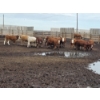 Image 5 : Ripple Rock Ranch - 860# August Delivery Heifers - 30 Head (Fincastle, AB)