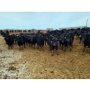 Image 5 : Little Big Ranch - 700# March Weaned Steers - 130 Head (Medicine Hat, AB)