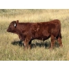 Image 4 : Paul & Krysten Gravelle - 560# October Delivery Steer Calves - 105 Head (Ceylon, SK)