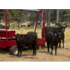 Image 3 : Willow Ranch/Keith & Shelley Ogilvie - 635# October Delivery Steer Calves - 90 Head (Kamloops, BC)